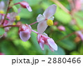 2880466
