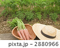 家庭菜園　ニンジン