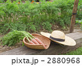 家庭菜園　ニンジン