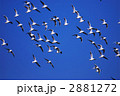 ユリカモメ群翔