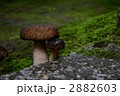 お寺の苔に生えるきのこ