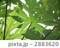 パパイヤの葉