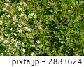 芹と種漬花