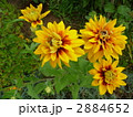 開花中のルドベキア
