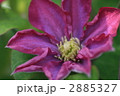 クレマチス柿生の開花