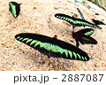 アカエリトリバネアゲハ
