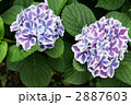紫陽花　フラウ　ノブコ