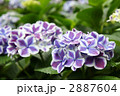 紫陽花　フラウ　ノブコ