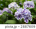 紫陽花　フラウ　ノブコ