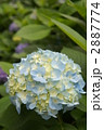 紫陽花　エンドレスサマー
