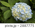 紫陽花　エンドレスサマー
