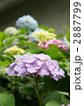 パステルカラーの紫陽花たち
