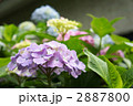 パステルカラーの紫陽花たち