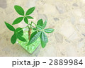 パキラ