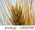 黄金色