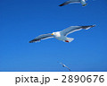 2890676