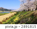 角館の桧木内川土手沿いの桜と水仙
