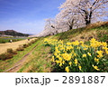 角館の桧木内川土手沿いの桜と水仙