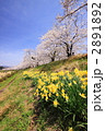 角館の桧木内川土手沿いの桜と水仙