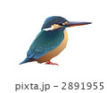 カワセミ（メス）