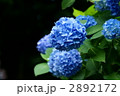水色の紫陽花