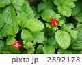 蛇苺の花　毒がないのに毒苺と言われ・・・