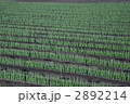 2892214