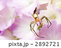 紫陽花のクモ