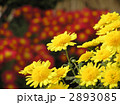 菊（黄色）