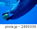 いるかのえがお