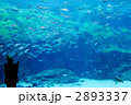 みとれる