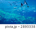 さかなたち