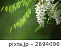 アカシア（ニセアカシア）