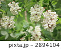 アカシア（ニセアカシア）