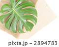 モンステラ