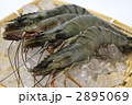 ブラックタイガー　海老　横位置