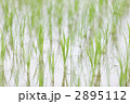 初夏の水田
