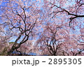 紅しだれ桜