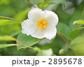 夏つばき