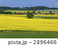 ボヘミア地方の菜の花畑