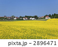 ボヘミア地方の菜の花畑
