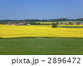 ボヘミア地方の菜の花畑