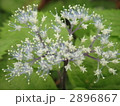 奥多摩小紫陽花