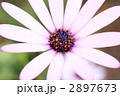 オステオスペルマム