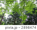2898474