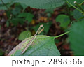 かまきり