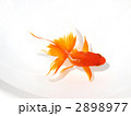 金魚