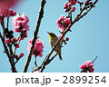 桃の花とメジロ