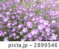 むぎせんのう畑