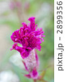 ケイトウの花のアップ